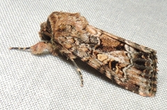Spodoptera umbraculata