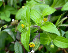 Millerieae