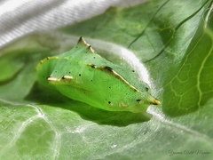 Lepidoptera