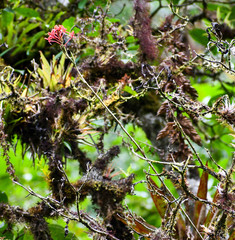 Epidendrum cochlidium