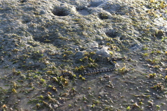 Hydrelaps darwiniensis