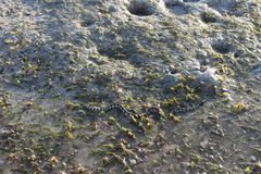 Hydrelaps darwiniensis