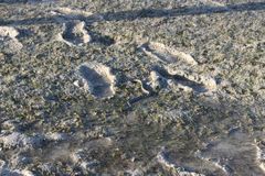 Hydrelaps darwiniensis