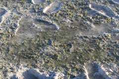 Hydrelaps darwiniensis