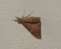 Oxyodes