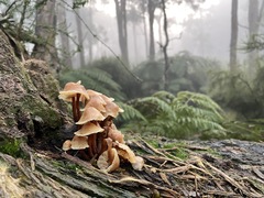 Collybia eucalyptorum