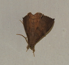 Oxyodes