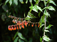 Psammisia ecuadorensis