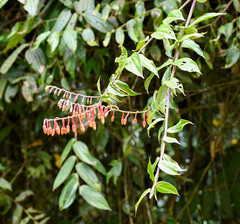 Psammisia ecuadorensis