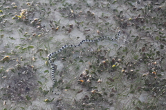 Hydrelaps darwiniensis