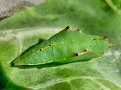 Lepidoptera