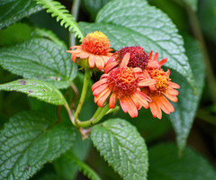 Pseudogynoxys chiribogensis