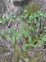 Campanula prenanthoides