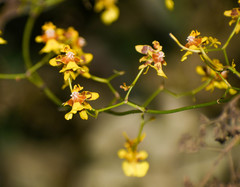 Oncidium heteranthum