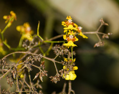 Oncidium heteranthum