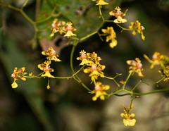 Oncidium heteranthum
