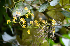 Oncidium heteranthum