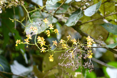 Oncidium heteranthum