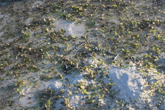 Hydrelaps darwiniensis