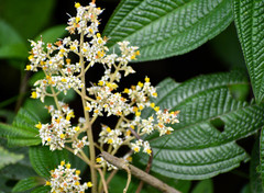 Miconia subseriata
