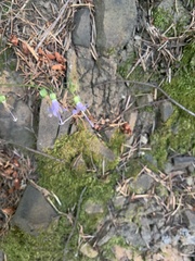 Campanula prenanthoides