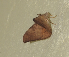Oxyodes
