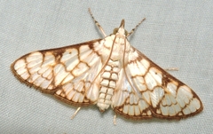 Aphytoceros lucusalis