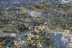 Hydrelaps darwiniensis