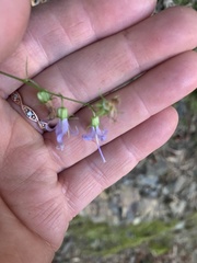 Campanula prenanthoides