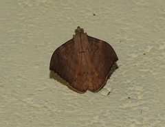Oxyodes