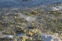 Hydrelaps darwiniensis