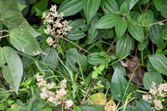 Miconia subseriata