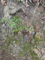 Campanula prenanthoides