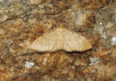 Idaea lutulentaria