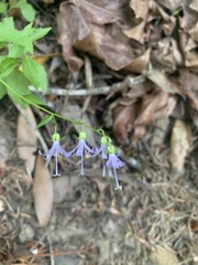 Campanula prenanthoides