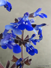 Salvia sinaloensis