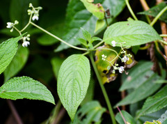 Klaprothia mentzelioides