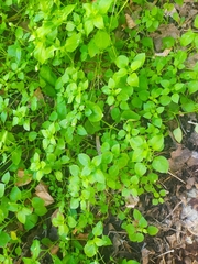 Stellaria media