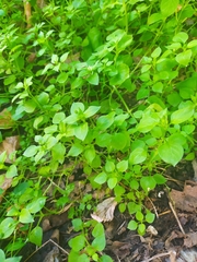 Stellaria media