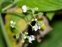 Klaprothia mentzelioides