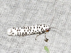 Yponomeuta strigillatus