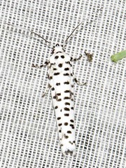 Yponomeuta strigillatus