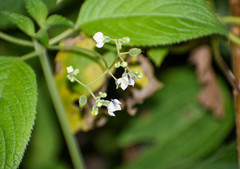 Klaprothia mentzelioides