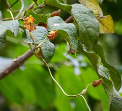 Cyrtochilum serratum