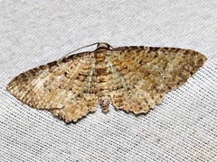 Horisme punctiscripta