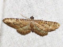 Horisme punctiscripta