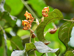Cyrtochilum serratum
