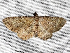 Horisme punctiscripta