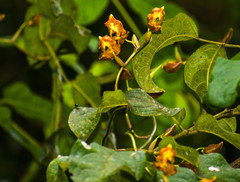 Cyrtochilum serratum