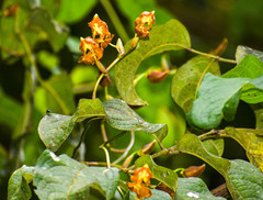 Cyrtochilum serratum